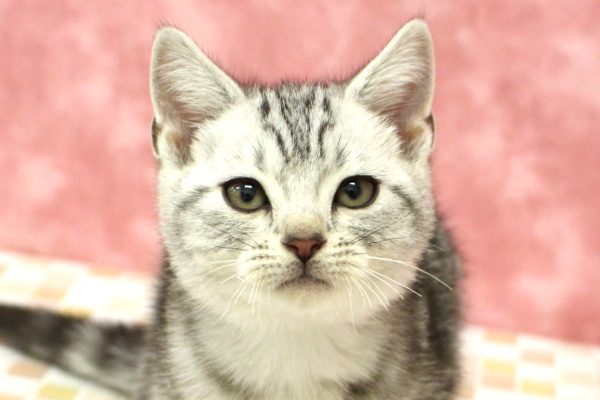 アメリカンショートヘア