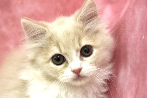 スコティッシュ