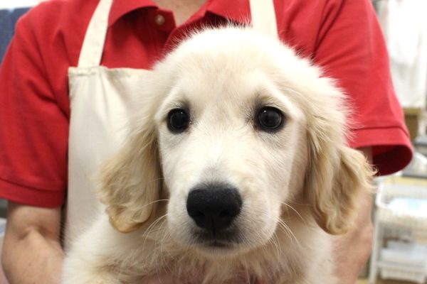 ゴールデンレトリーバー