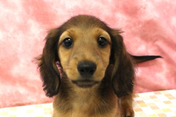 ミニチュアダックスフンド