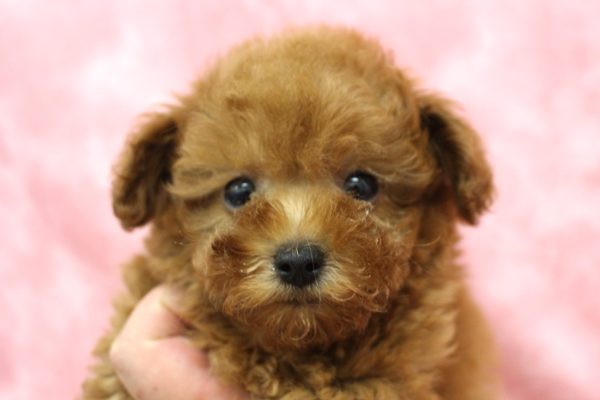 タイニープードル