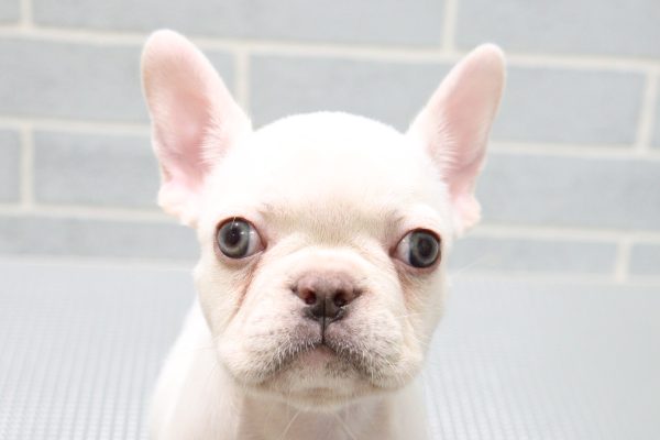 フレンチブルドッグ