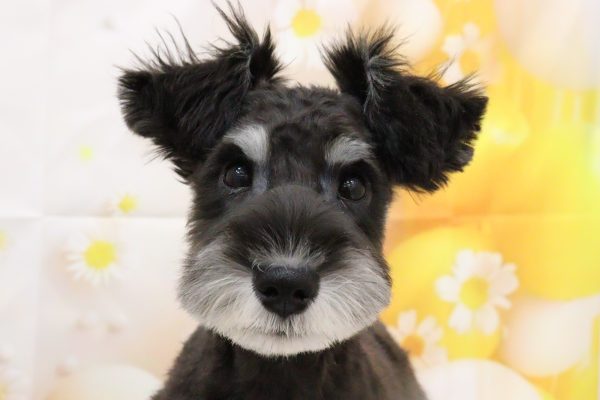 ミニチュアシュナウザー