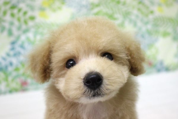 ミックス(ハーフ犬)