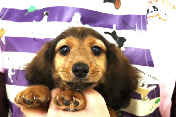 ミニチュアダックスフンド