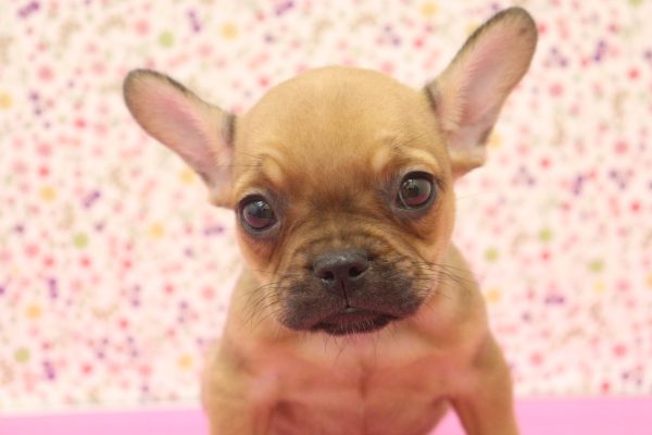 フレンチブルドッグ