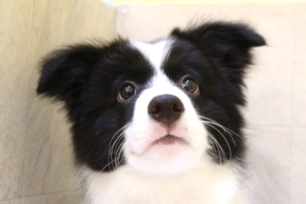 ボーダーコリー