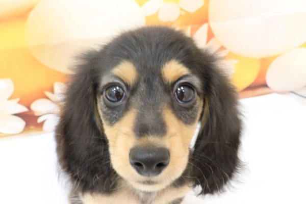 ミニチュアダックスフンド