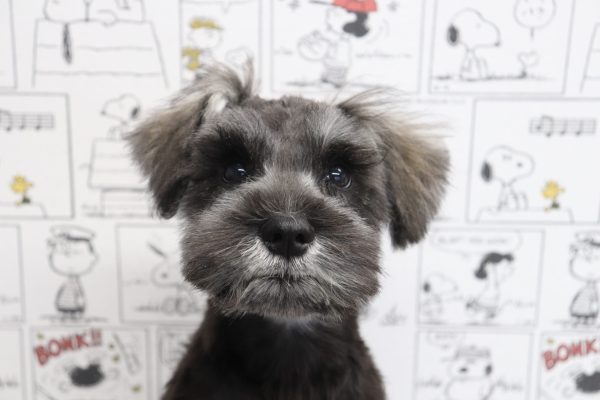 ミニチュアシュナウザー