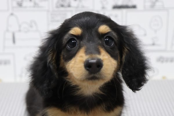 ミニチュアダックスフンド