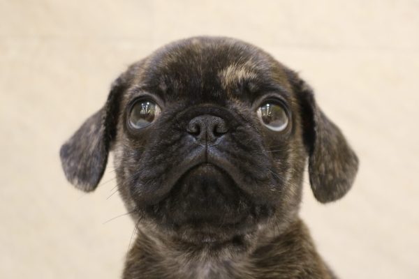 ミックス(ハーフ犬)