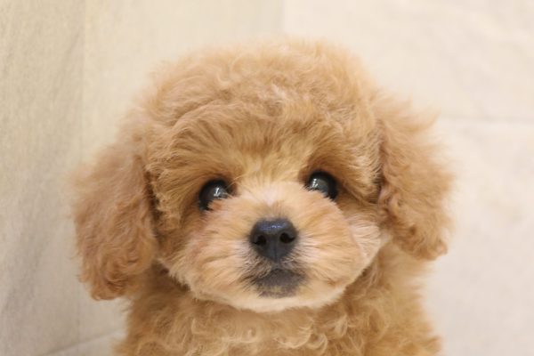 タイニープードル