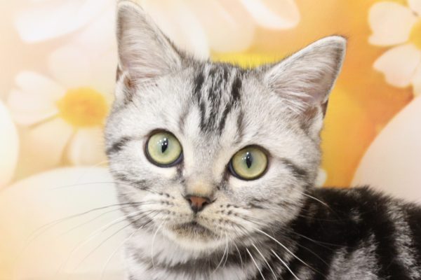 アメリカンショートヘア