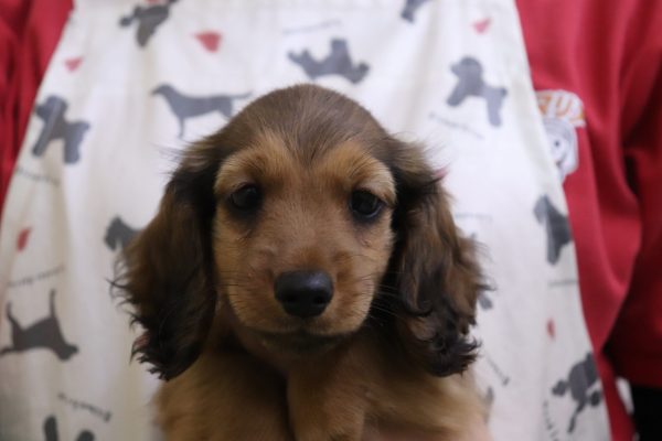 ミニチュアダックスフンド