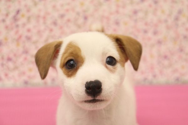 ジャックラッセルテリア