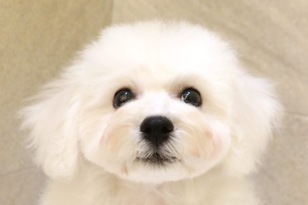 ビションフリーゼ