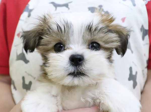 ミックス(ハーフ犬)