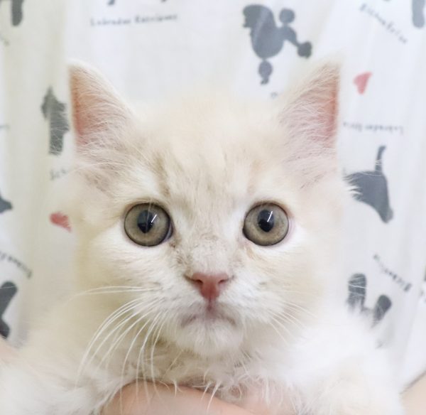 スコティッシュ