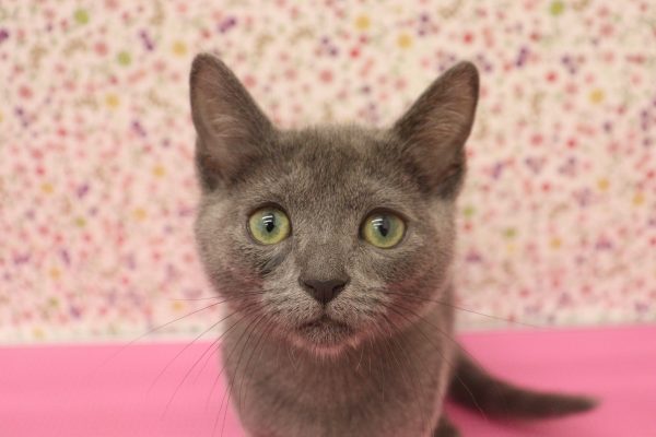 ロシアンブルー