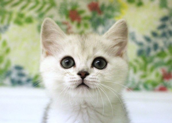 ミヌエット（ナポレオン）