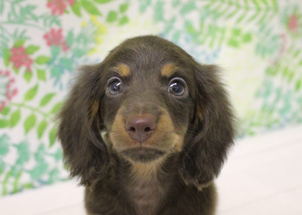 ミニチュアダックスフンド