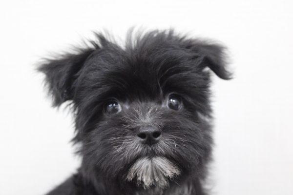 ミックス(ハーフ犬)