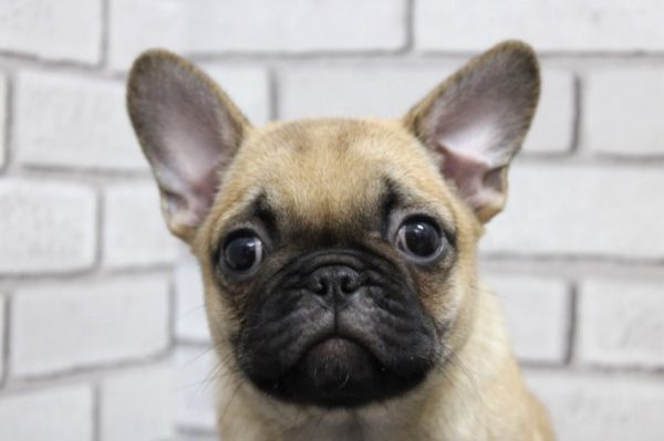 ミックス（ハーフ犬）