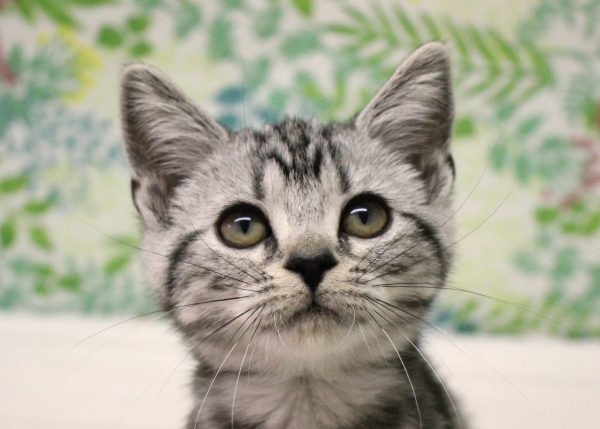 アメリカンショートヘア