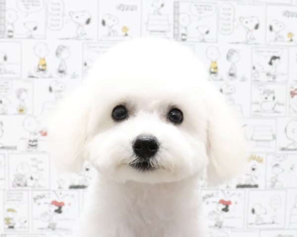 ビションフリーゼ