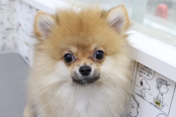 ポメラニアン