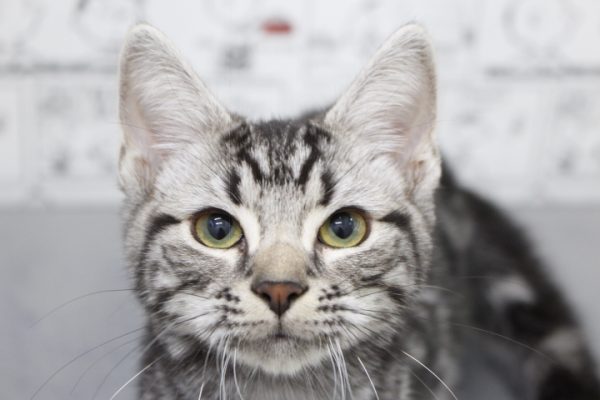 アメリカンショートヘア