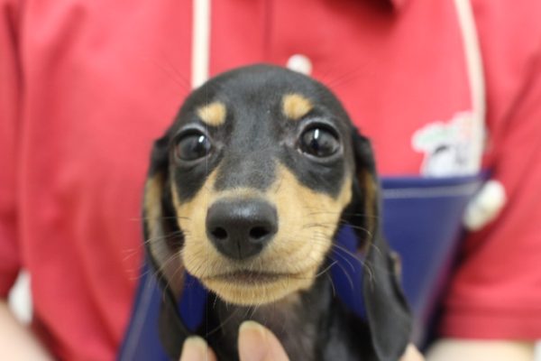 ミニチュアダックスフンド