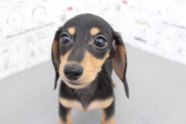 ミニチュアダックスフンド