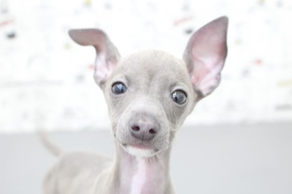 イタリアングレーハウンド