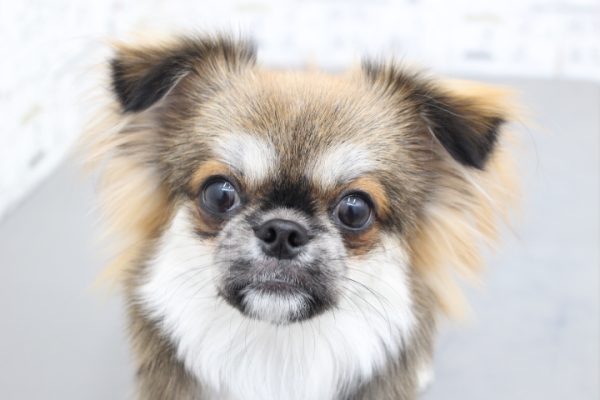 ミックス(ハーフ犬)