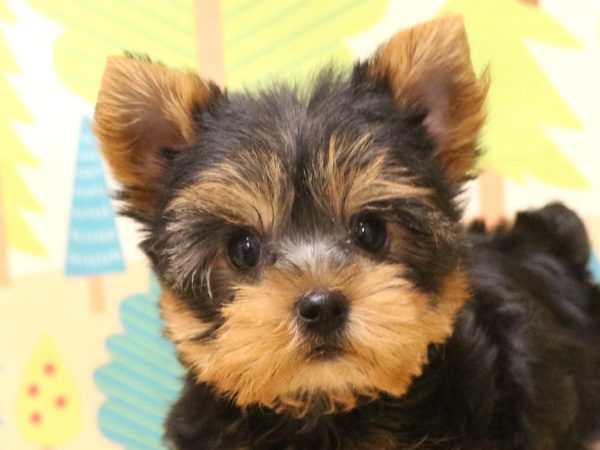 ヨークシャーテリア