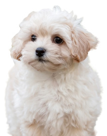 ミックス（ハーフ犬）