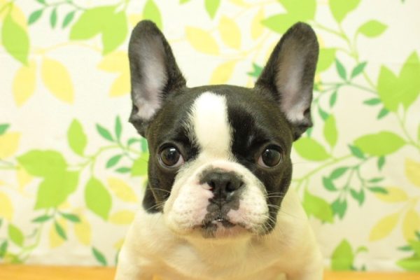 フレンチブルドッグ
