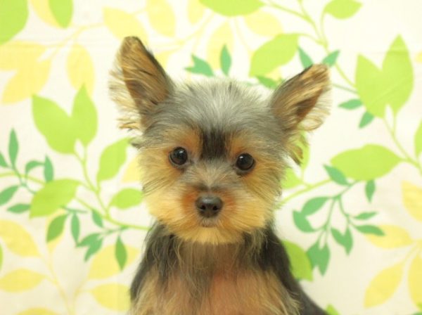 ヨークシャーテリア