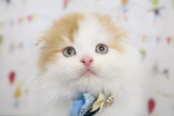 スコティッシュ