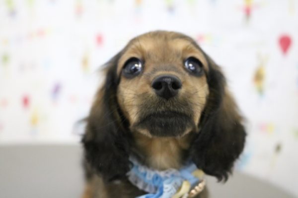 ミニチュアダックスフンド