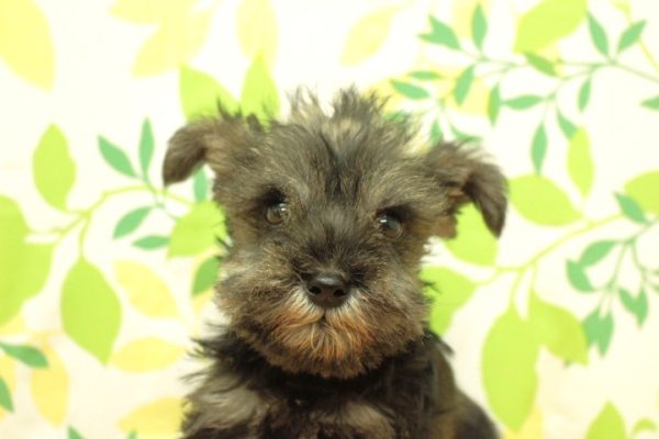 ミニチュアシュナウザー