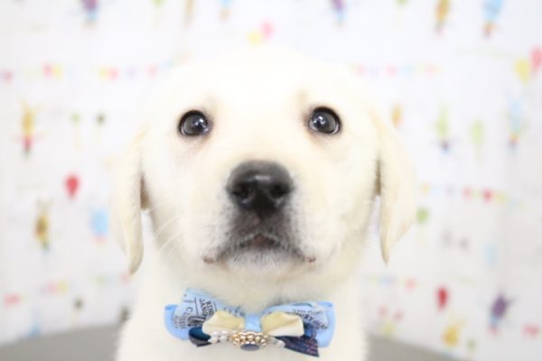 ラブラドールレトリーバー