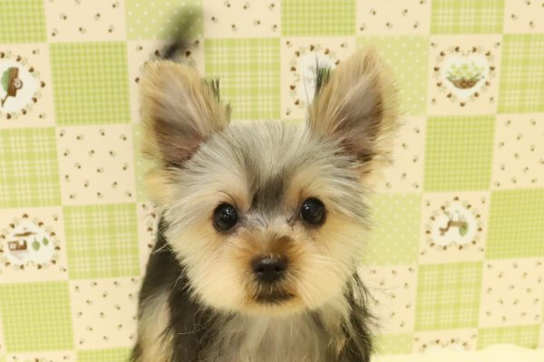 ヨークシャーテリア