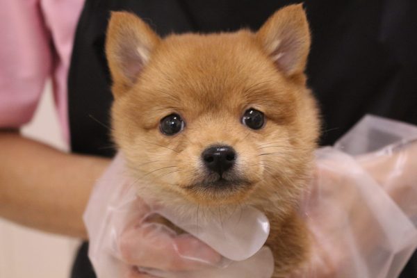 ミックス(ハーフ犬)