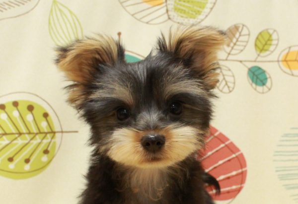 ヨークシャーテリア