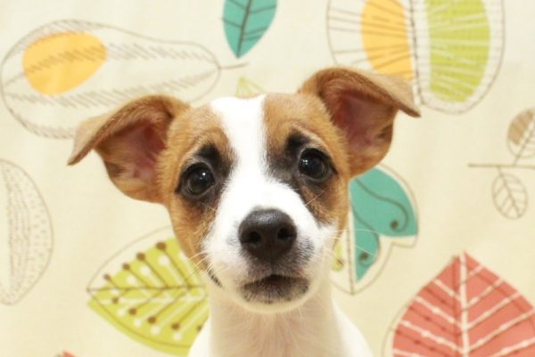 ジャックラッセルテリア