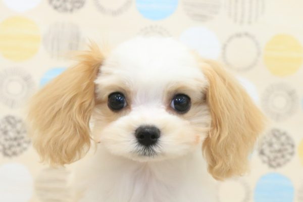 ミックス（ハーフ犬）