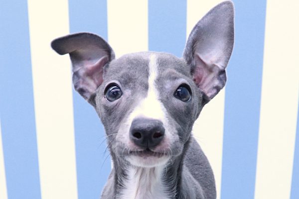 イタリアングレーハウンド