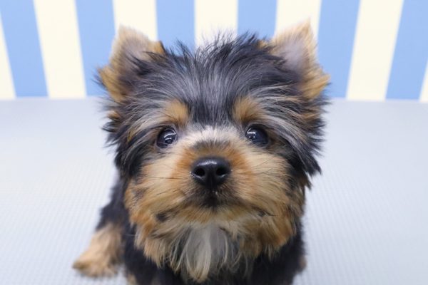 ヨークシャーテリア